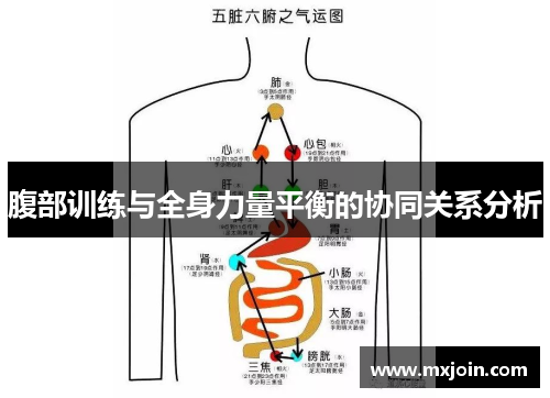 腹部训练与全身力量平衡的协同关系分析